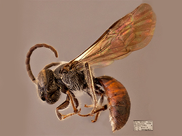 [Callomelitta antipodes male (lateral/side view) thumbnail]